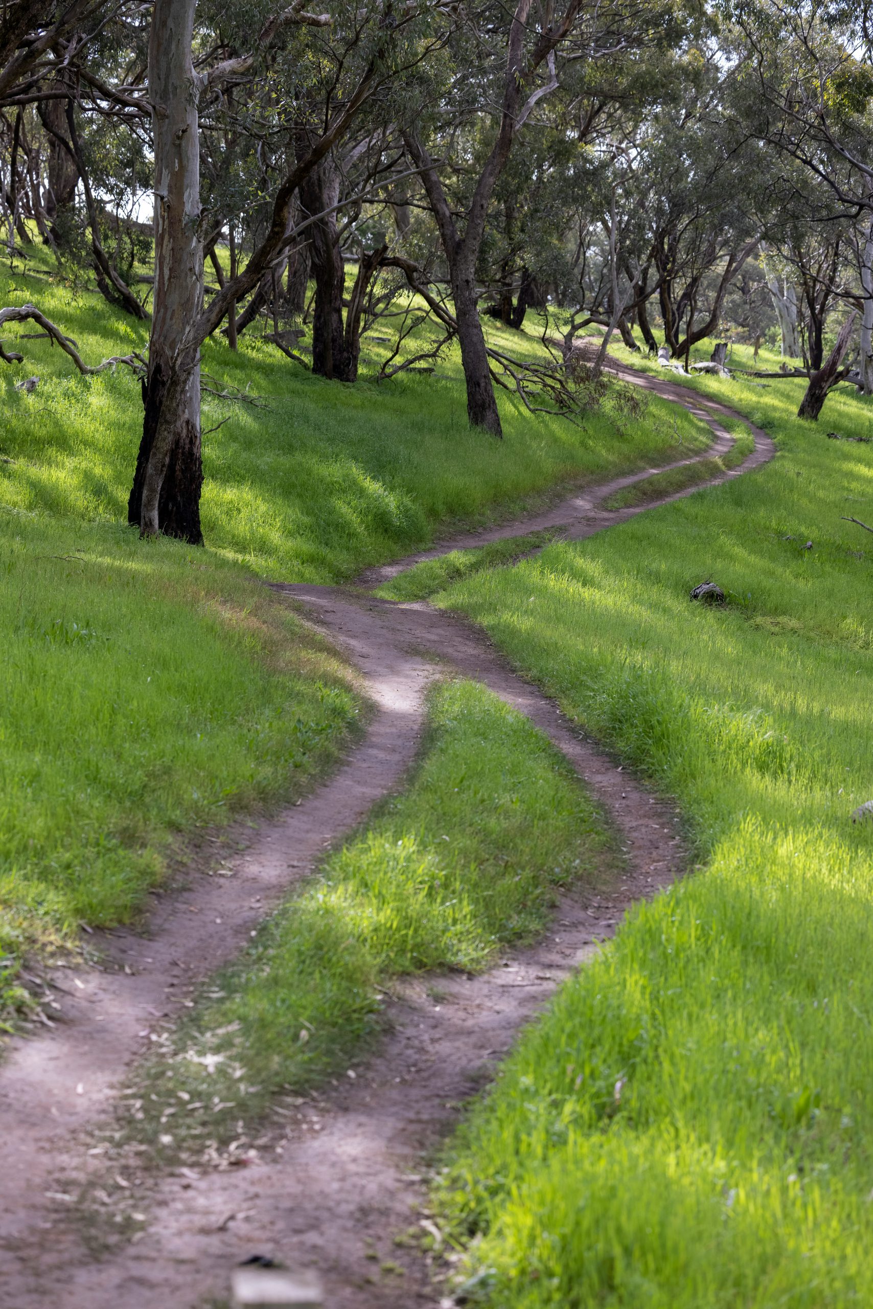 a winding trail with many pathways